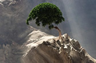 История бонсай