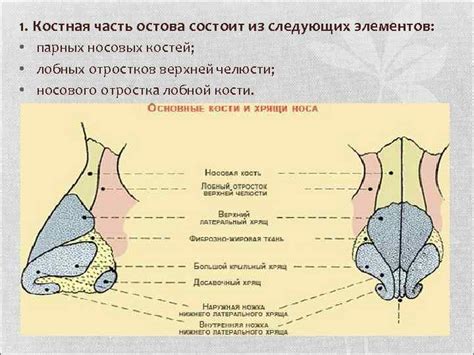 Анатомическое расположение придаточных пазух носа в черепе