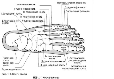 Анатомическое распределение апокринных и экринных желез в области стопы