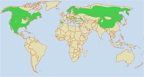 Ареал обитания рыси: места встречи с этим животным