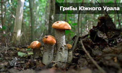 Белый гриб: настоящая находка для всех любителей грибной охоты