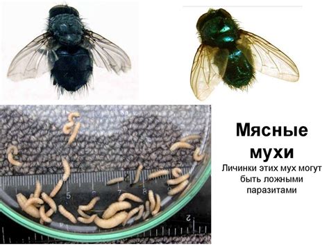 Биологический феномен: присутствие урацила в генетическом материале определенных организмов