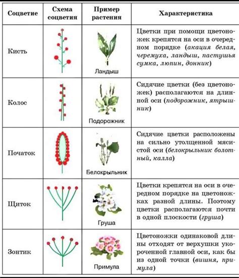 Биология лещины: основные признаки и характеристики видов