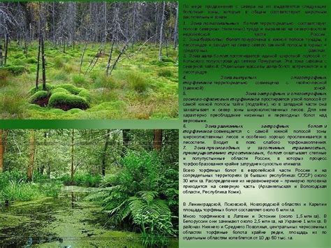 Болотные зоны: скрытые места встречи с грибами