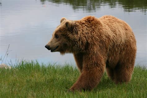 Бурый медведь в России: ареал и распространение