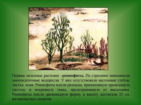 Важность кислого торфа для растительного мира