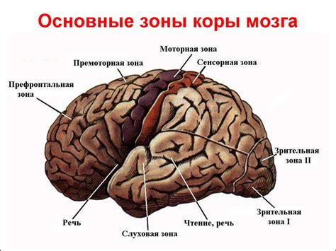 Важность коры головного мозга в формировании долговременной памяти