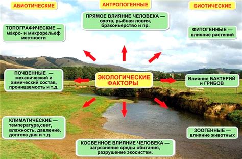 Важные факторы, определяющие благоприятные условия для процветания и цветения растения