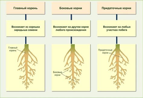 Взаимодействие корневых систем растений при соседстве: коммуникация подземного мира