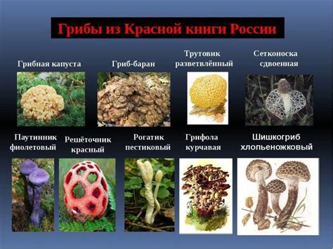 Виды грибов, произрастающие в Рязани: от популярных до редких