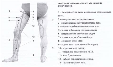 Влияние наследственных факторов на формурованию структуры нижних конечностей