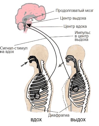Влияние носовых синусов на дыхательный процесс