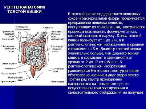 Влияние пробиотиков на восстановление после исследования толстой кишки