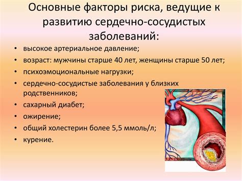 Влияние фосфолипидов на состояние сердечно-сосудистой системы