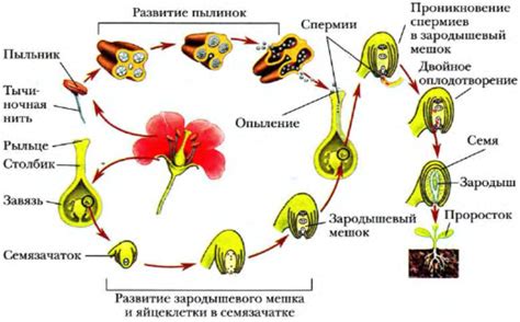 Влияние эпина на фазу развития цветков у растений