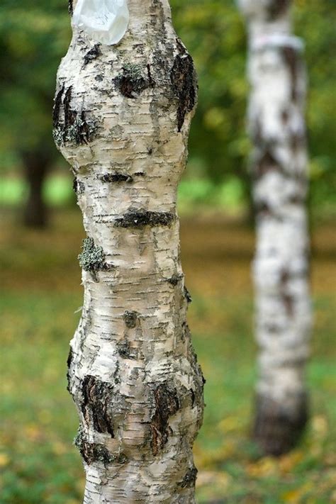 Внешний облик карельской березы: особенности, формы и уникальность