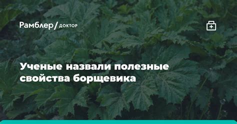 Воздействие борщевика на здоровье питомцев