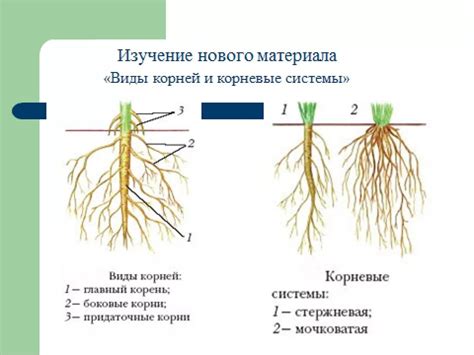 Восстановление корня растения: методы и приемы