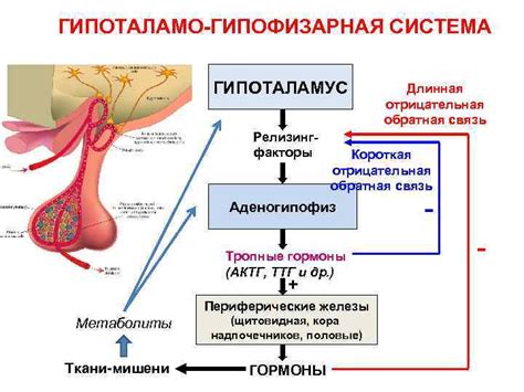 Гипоталамус: ключевой игрок в регуляции веса и жировых запасов