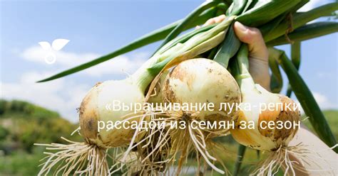 Дополнительные приемы и рекомендации по применению семян лука из вышесказанного растения