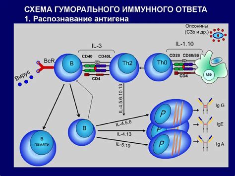 Защитная функция иммунной системы и её воздействие на организм