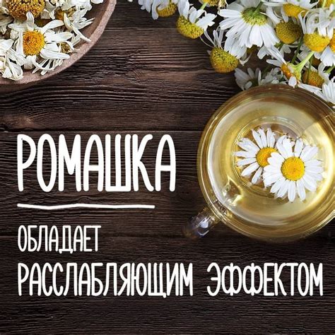 За что так ценят и исползуют ромашку в напитке