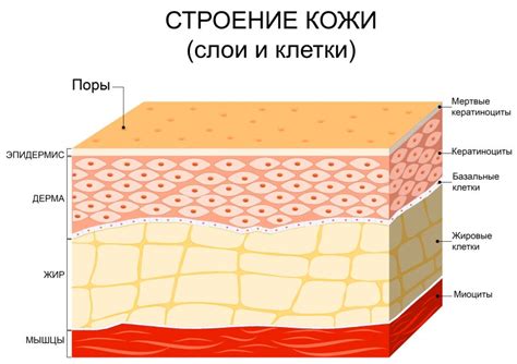 Значение поддержания оптимальной влажности кожи в случае появления проблем с кожей