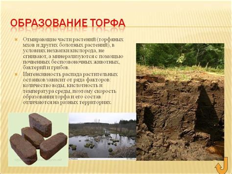 Значение торфа в питании и развитии растений
