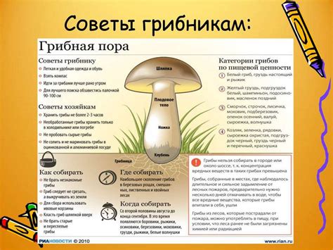 Идеальное время для собирания грибов в прекрасной Рязани