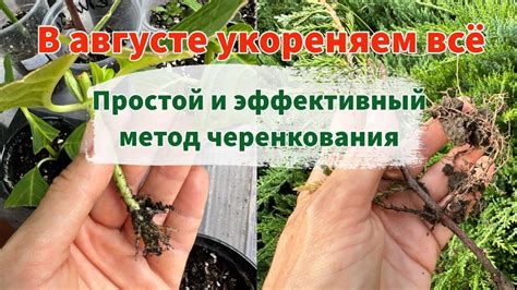 Использование ростовых гормонов для успешного укоренения растения
