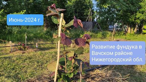 История фундука в Нижегородской области: традиции и развитие