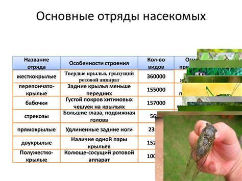 Как не допустить присутствия насекомых на пище: основные меры предосторожности
