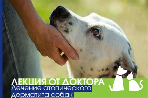 Как улучшить аппетит у молодого бизончика: эффективные подходы и рекомендации