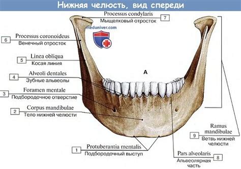 Кость подбородка (мандибула)