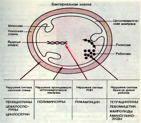 Механизмы действия АНФ 1 320 на клеточном уровне