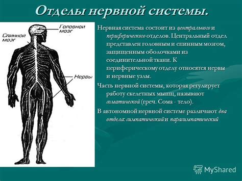 Научные данные о возможных негативных последствиях после манипуляции со спинным мозгом