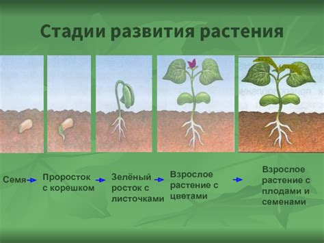Необходимые этапы для обеспечения здорового роста растения