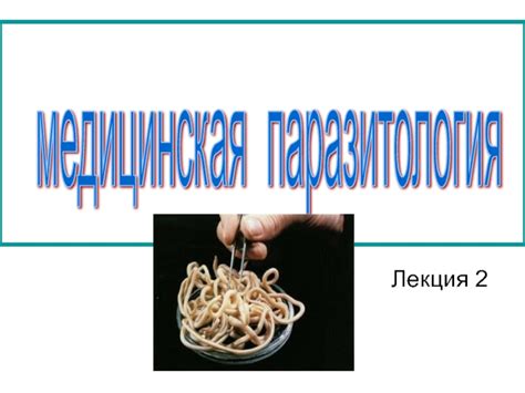 Основные группы паразитов, связанных с возникновением аллергии у питомцев