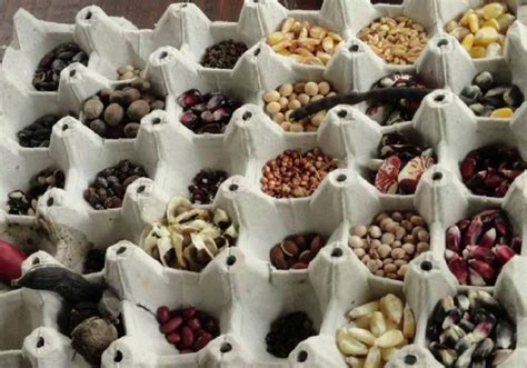 Основные правила хранения полученных семян растения семейства "Allium cepa"