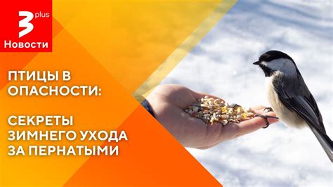 Основные предложения торговли пернатыми созданиями в центре Тулы