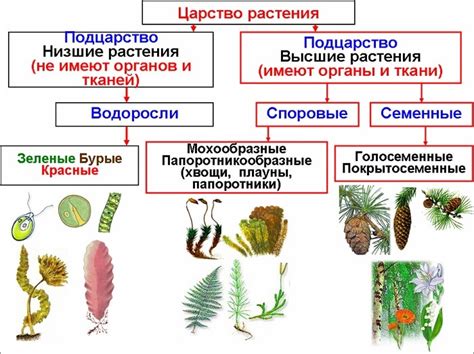 Основные черты и примеры разделов растений
