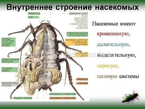 Особенности насекомых питают себя пищей, содержащейся в продуктах потребления