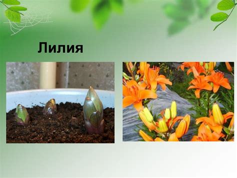Особенности питания у луковичных и корневищных растений