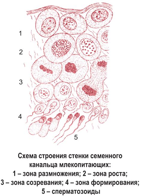 Особенности процесса размножения и образования семейного союза