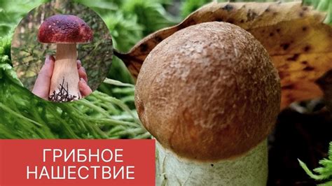 Периодичность появления грибов в лесах Рязанской области