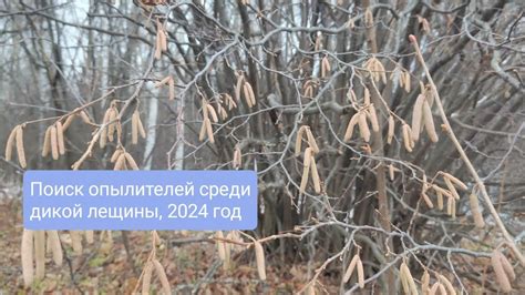 Перспективы изучения и сохранения дикой лещины в регионе
