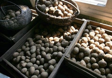 Подготовка обжаренных батончиков из картофеля к хранению