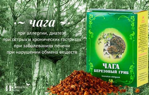 Полезные свойства настоя из чаги для растущих организмов
