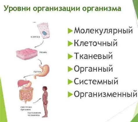Понимание структурных компонентов организма человека