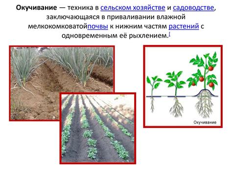 Преимущества использования мочевины в сельском хозяйстве и садоводстве